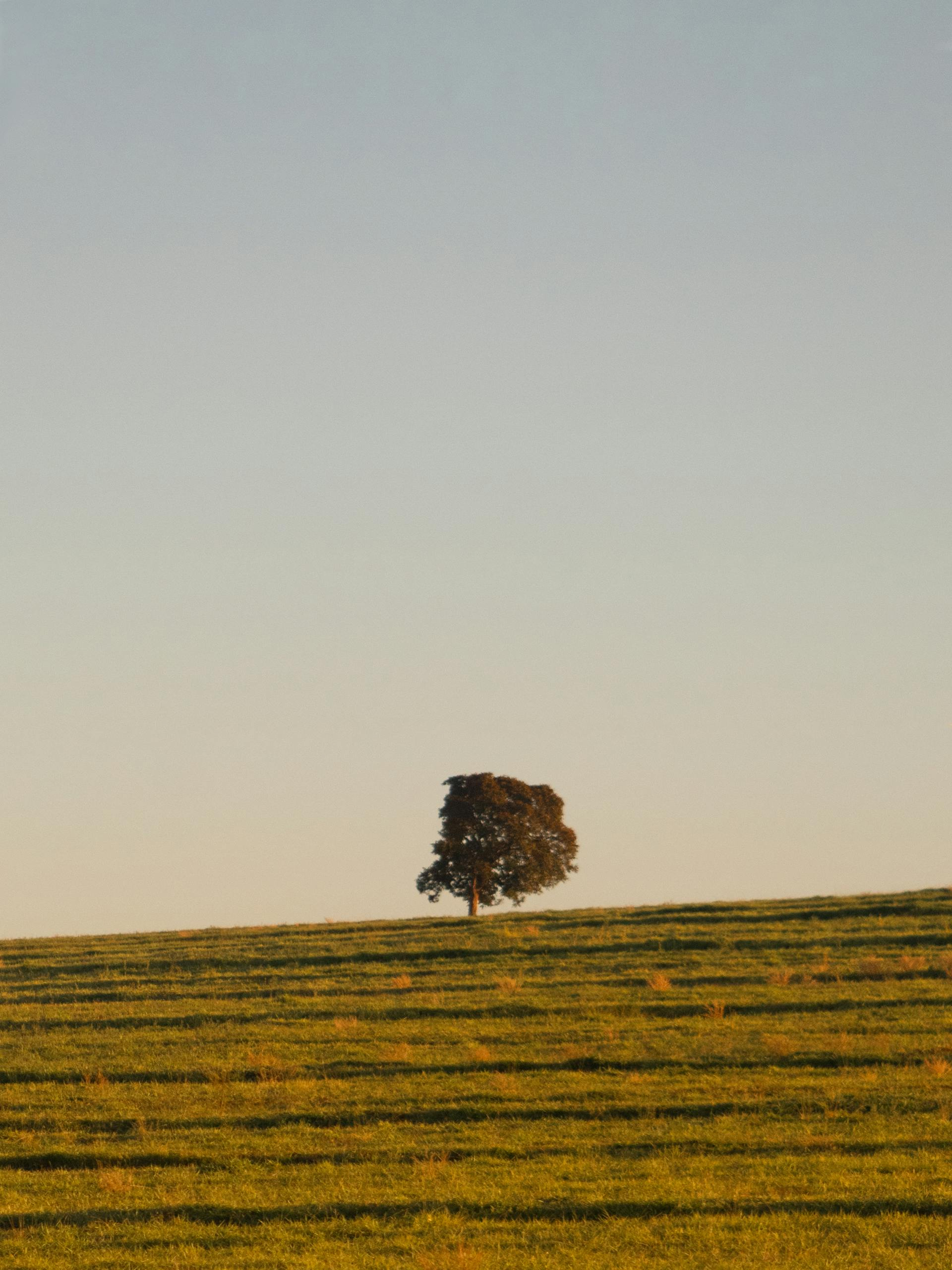 Een boom in een open landschap bij zonsondergang